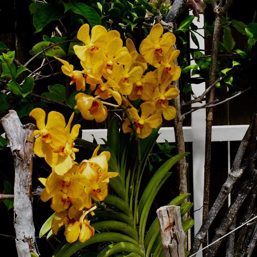 Luxury Villa Sleeps 6, Beach Access, Montego Bay Exterior photo